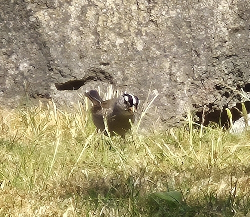 White-crowned Sparrow