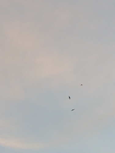 Common Swift