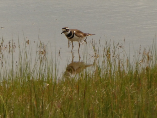 Killdeer
