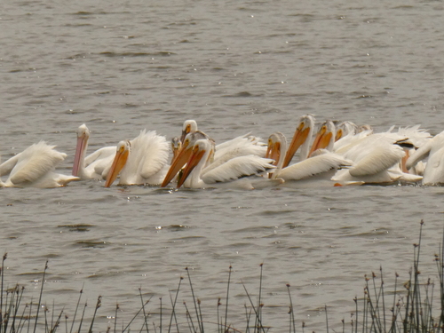 American White Pelican