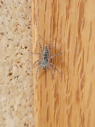 Dimorphic Jumping Spider