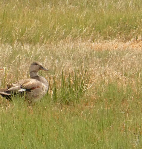 Gadwall