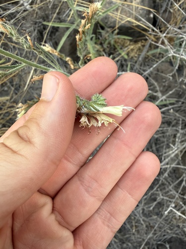 Echium triste