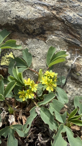 Sibbaldia parviflora, photograph 1