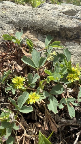 Sibbaldia parviflora, photograph 2