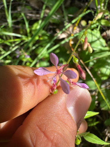 Mountain clarkia (Clarkia heterandra)
