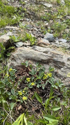 Sibbaldia parviflora, photograph 3