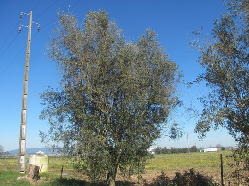 Olea europaea