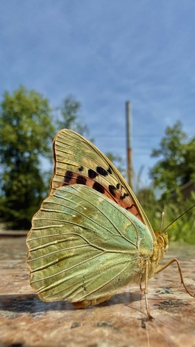 Cardinal Butterfly