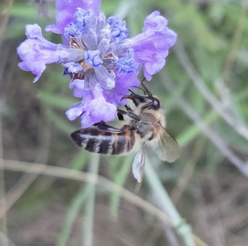 Western Honey Bee