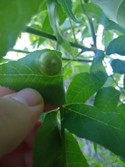 Phylloxera russellae