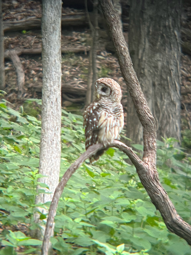 Barred Owl