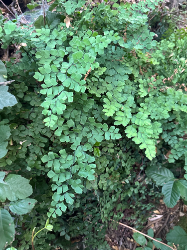 Adiantum shastense
