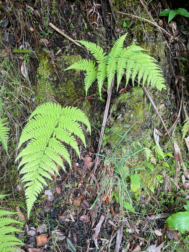 Macrothelypteris torresiana observed 2026-06-25
