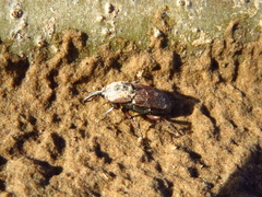 Sphenophorus brunnipennis