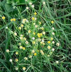 Aphanostephus ramosissimus, photograph (c) Jane Weeden, some rights reserved (CC BY)