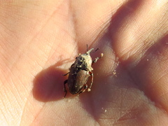 Sphenophorus brunnipennis