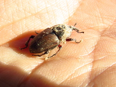 Sphenophorus brunnipennis