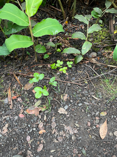 Fragaria, 2026-06-25