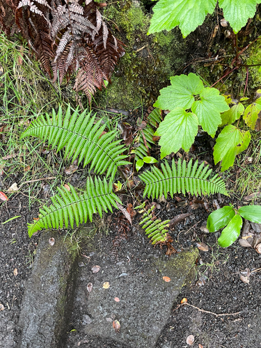 Dryopteris wallichiana observed 2026-06-25