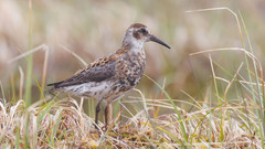 Rock Sandpiper photo 4
