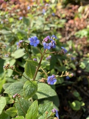 Brunnera