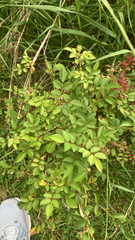 multiflora rose