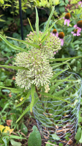 tall green milkweed