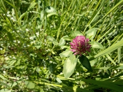 Trifolium pratense