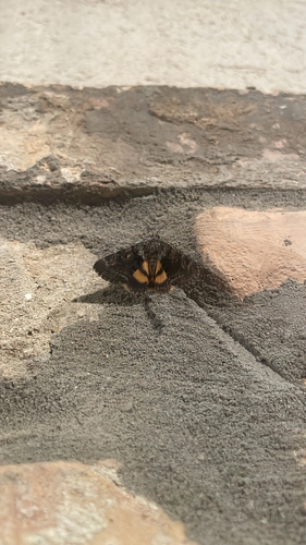 Oak Yellow Underwing