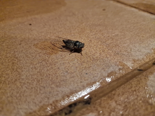 Black Sorrow Cicada