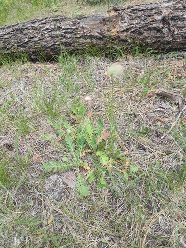 prairie smoke