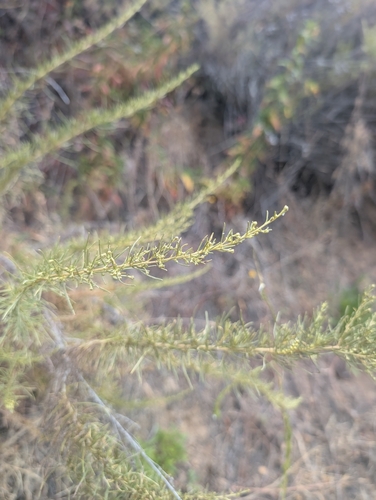 California sagebrush