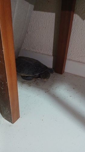 Tuberculate Toad-headed Turtle