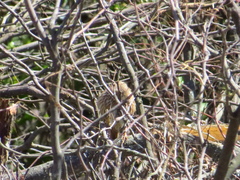 Coryphistera alaudina