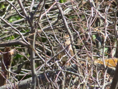 Coryphistera alaudina