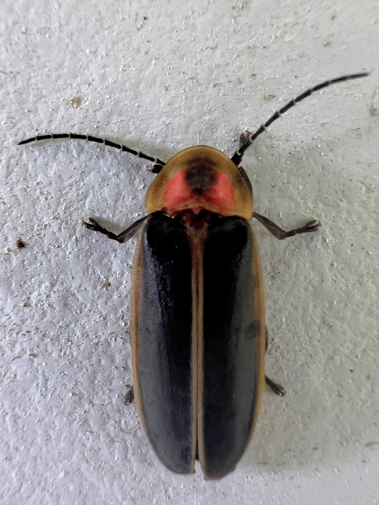 Photinus tenuicinctus
