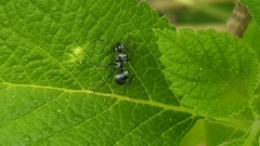 Polyrhachis schlueteri