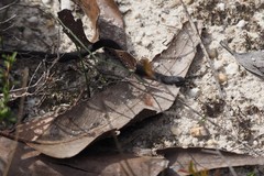 Drysdalia coronoides