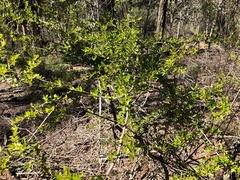 Pittosporum viscidum