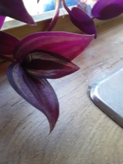 Tradescantia zebrina zebrina