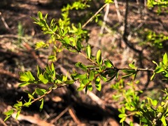 Pittosporum viscidum