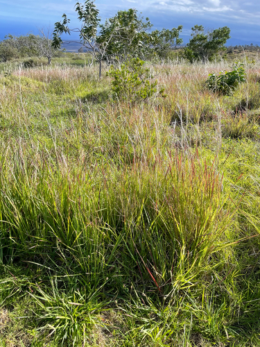 Hyparrhenia rufa observed 2026-06-25