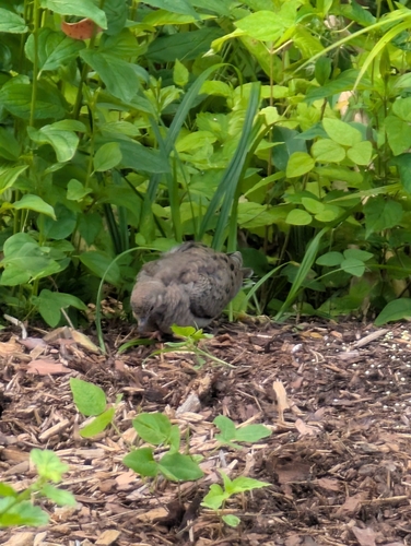 Mourning Dove