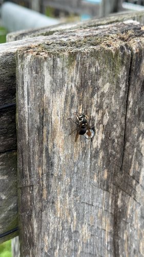 Bald-faced Hornet