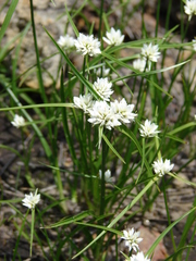Cyperus seslerioides