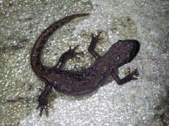 Ichthyosaura alpestris alpestris
