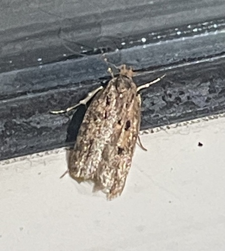 Brown House Moth