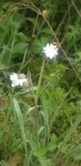 Behenantha