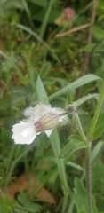 Behenantha
